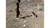 فیلم حیوان آزاری | آتش زدن سگ در اصفهان